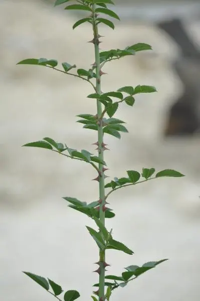 /images/planta.webp
